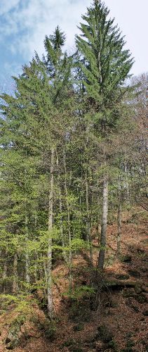 Wald in Siebenbürgen